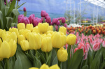 В Твери в МБУ «Зеленстрой» в последний день зимы откроется выставка-продажа тюльпанов