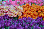 В Твери продолжает работу выставка-продажа тюльпанов