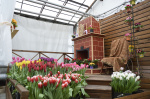 В МБУ «Зеленстрой» продолжается выставка тюльпанов