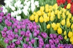 МБУ «Зеленстрой» приглашает на «Парад тюльпанов»