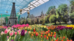 В Твери откроется выставка-продажа тюльпанов