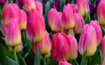 В Твери открылась выставка-продажа тюльпанов