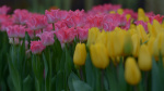 В Твери продолжает работать выставка-продажа тюльпанов