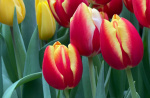 В Твери в преддверии 8 марта  будет организована продажа цветов  